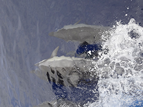 Dolphins